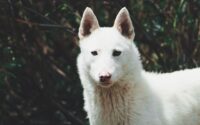Hunden i storbritannien: Tips til en problemfri ferie med din firbenede ven