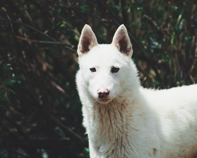 Hunden i storbritannien: Tips til en problemfri ferie med din firbenede ven