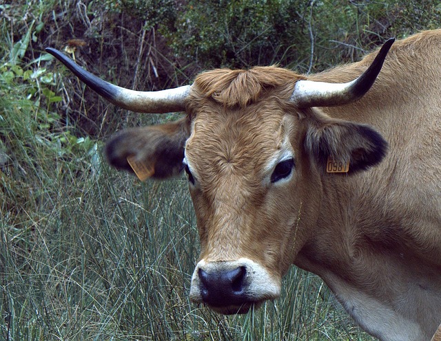 Veal dansk: Traditioner og trends i det moderne køkken