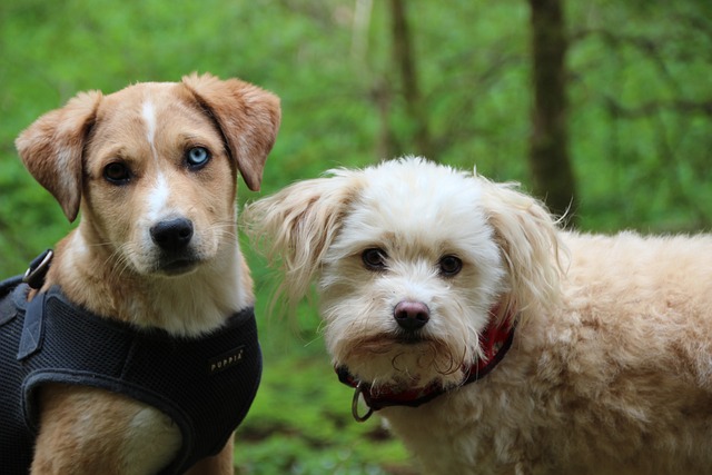 Balancering af belønning og korrektur: Nøglen til succesfuld hundetræning